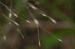 Wiry panicgrass